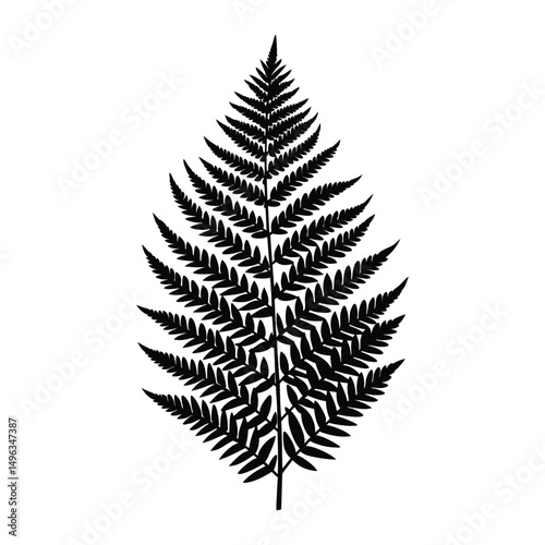 Isolated fern frond silhouette detailed botanical illustration simple natural design, fern, frond, silhouette, black, white, isolated, vector
