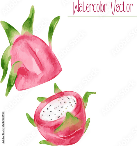 Watercolor Dragon Fruit Cut in Half. Vector tropical food illustration.