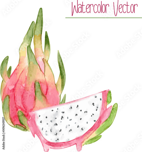 Watercolor Whole and Sliced Dragon Fruit. Vector organic food illustration for your projects.