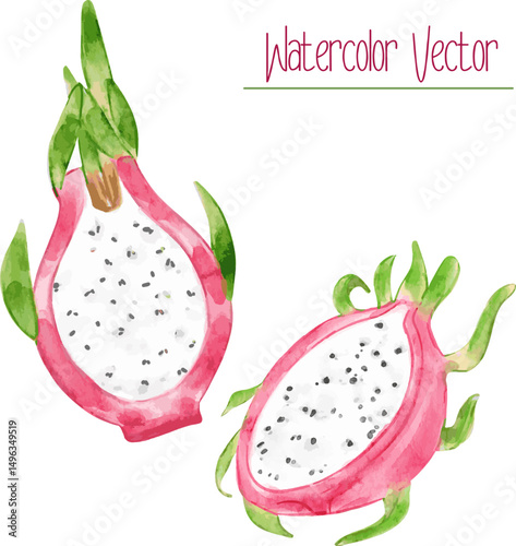 Watercolor Half Sliced Dragon Fruit. Vector tropical food illustration for your projects.