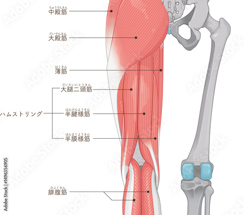 下肢の筋肉のイラスト  muscles of the lower limbs  Illustration