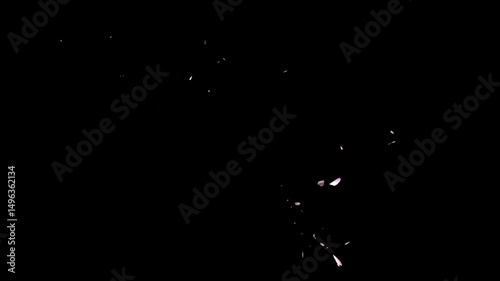 Falling Pink Petals on Black Background in Slow Motion