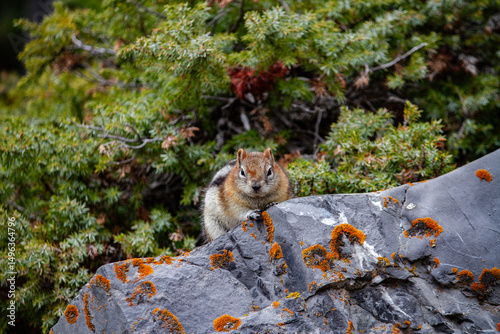 Angry chipmunk