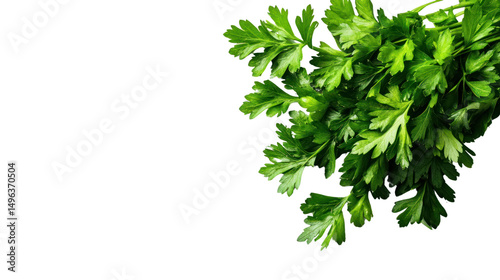 Fresh green parsley leaves, vibrant and aromatic, perfect for culinary uses, isolated on a white background.