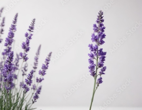 Vibrant purple lavender blossoms on crisp white backdrop, flower, closeup