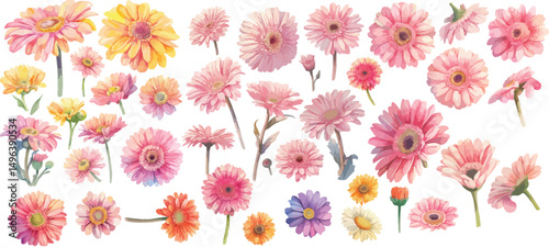 gerbera watercolor clipart 