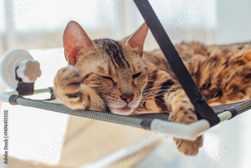 Cute little bengal kitty cat laying on the cat's window bed watching on the room. Sunny seat for cat on the window.