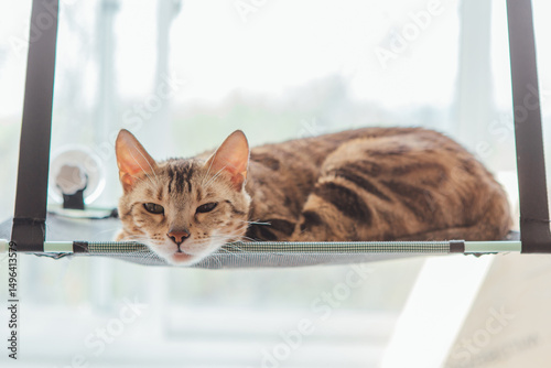Cute little bengal kitty cat laying on the cat's window bed watching on the room. Sunny seat for cat on the window.
