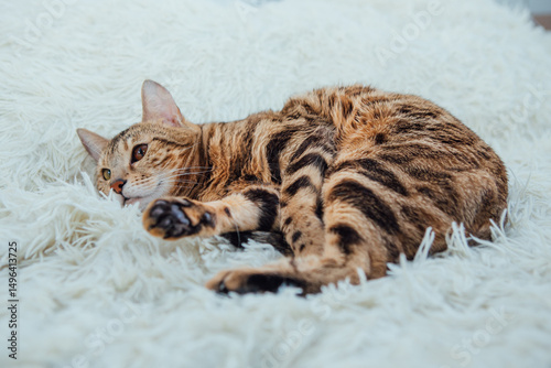 Bengal kitty cat laying on the white fury blanket indoors