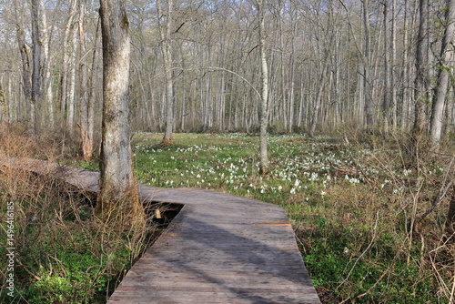 Asian skunk cabbages　coloring the wetland on the spring plateau photo