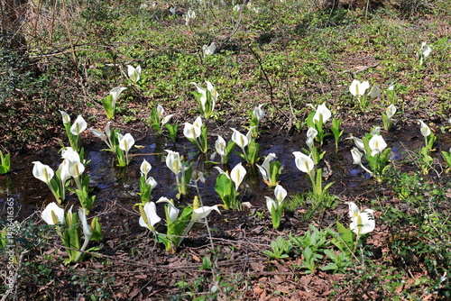 Asian skunk cabbages　coloring the wetland on the spring plateau photo
