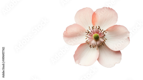 Delicate pink flower with soft petals, isolated on a white background.