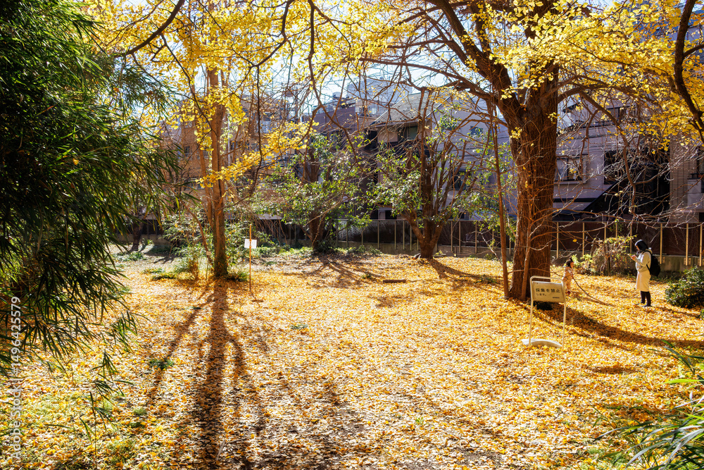 Fototapeta premium 銀杏並木。 イチョウ（イチョウ科）。 英名学名：maidenhair tree, ginkgo, Ginkgo biloba. 東京都文京区にある庭園 江戸時代（17世紀）からある歴史ある公園で、かつては軍の施設、そして東京大学の学者も置かれた 現在は地域の人々の憩いの場所となっている 東京都文京区小石川植物園-2024 