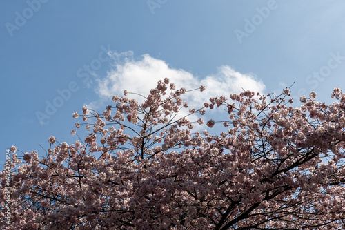 Japanese Pink Cherry Blossom tree. Beautiful large pink flowers opened on branches of profusely blooming