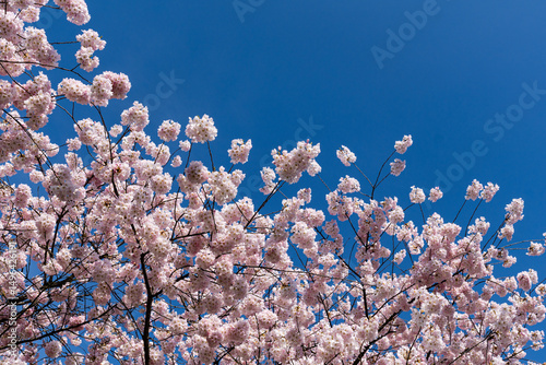 Japanese Pink Cherry Blossom tree. Beautiful large pink flowers opened on branches of profusely blooming