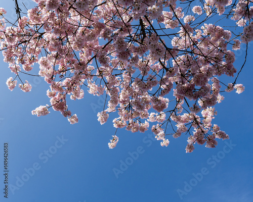Japanese Pink Cherry Blossom tree. Beautiful large pink flowers opened on branches of profusely blooming