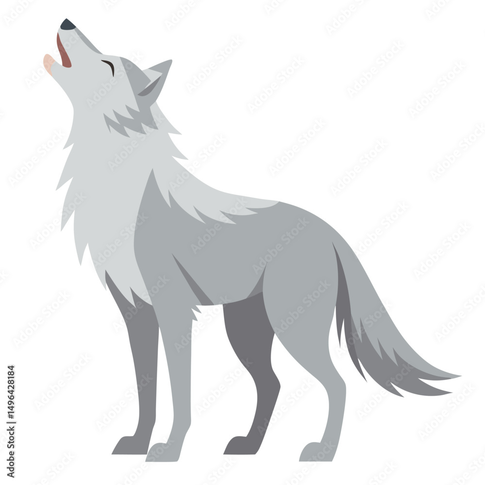 Fototapeta premium A light-colored wolf stands in profile with its head raised, howling a white background. 
