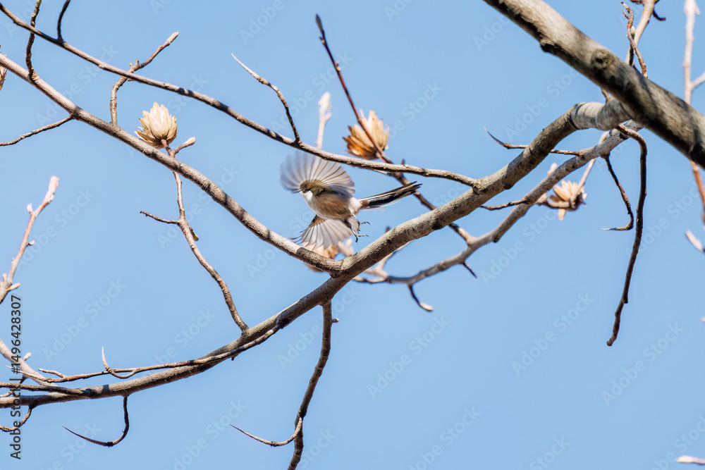飛び回る可愛いエナガ(エナガ科)の群れ
英名学名:long tailed tit (Aegithalos caudatus)
東京都文京区にある庭園
江戸時代(17世紀)からある歴史ある公園で、かつては軍の施設、そして東京大学の学者も置かれた
現在は地域の人々の憩いの場所となっている
東京都文京区小石川植物園-2024
飛び回る可愛いエナガ(エナガ科)の群れ
英名学名:long tailed tit (Aegithalos caudatus)
東京都文京区にある庭園
江戸時代(17世紀)からある歴史ある公園で、かつては軍の施設、そして東京大学の学者も置かれた
現在は地域の人々の憩いの場所となっている
東京都文京区小石川植物園-2024