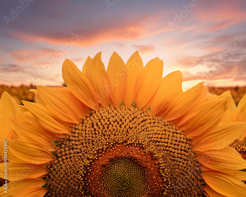 A  sunflower field under soft pastel sky, ultra-detailed close-up
