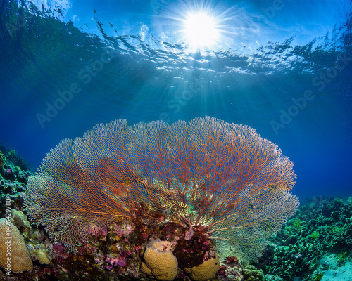  Ultra-detailed symmetrical image of vibrant coral reefs under clear blue ocean water 