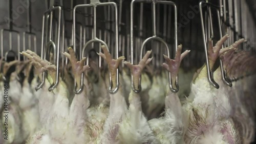 chicken meat hanging in conveyor line food production industry manufacturing industrial