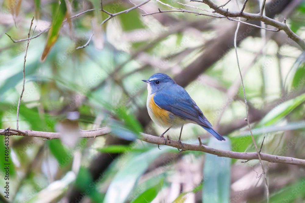 Fototapeta premium 幸せの青い鳥、可愛いルリビタキ（ヒタキ科） 英名学名：Red flanked Bluetail (Tarsiger cyanurus) 東京都文京区にある庭園 江戸時代（17世紀）からある歴史ある公園で、かつては軍の施設、そして東京大学の学者も置かれた 現在は地域の人々の憩いの場所となっている 東京都文京区小石川植物園-2024 
