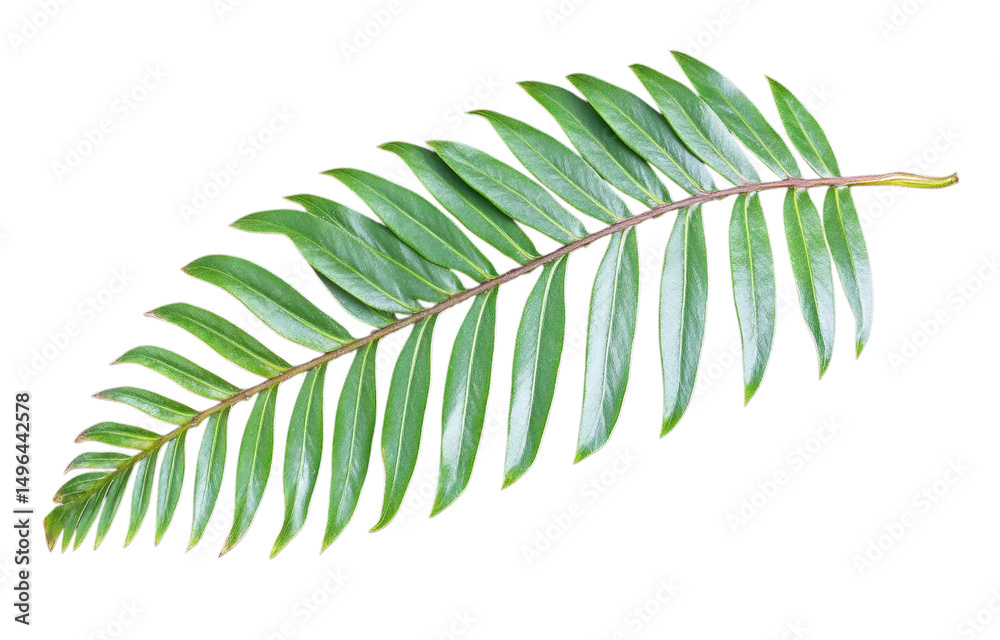 Vibrant tropical leaf with glossy texture, showcasing its elongated shape and rich green color against transparency background, evokes sense of nature beauty and tranquility