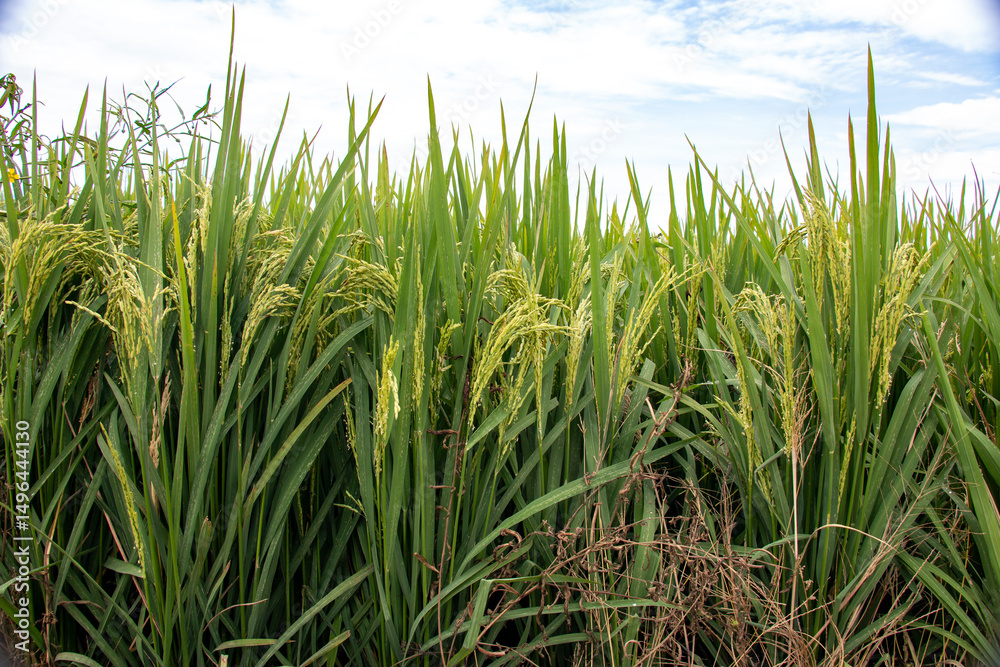 Fototapeta premium Cosecha en su punto