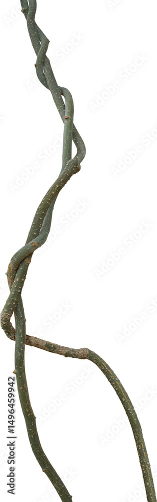 Fototapeta premium Twisted dried Liana jungle vine.