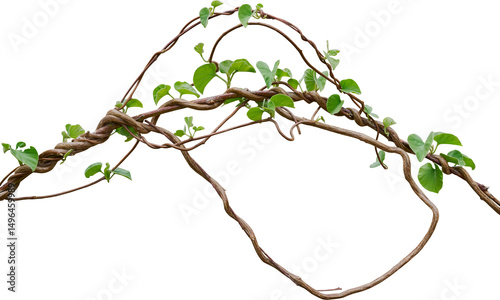 Vine plant, Branch creeper leaf green, Liana tropical nature.