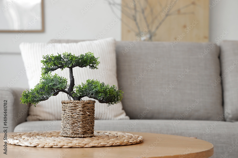 Fototapeta premium Bonsai tree on coffee table near grey sofa in stylish living room