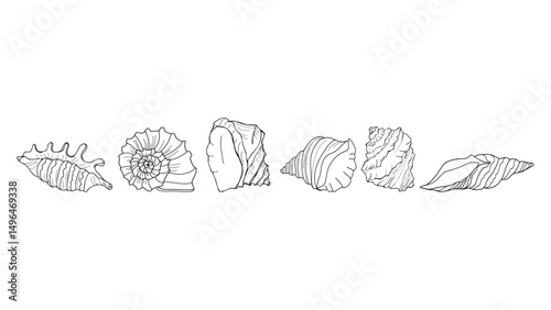 Sketch of seashells in black on a white background.