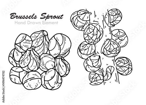 vector illustration of a Brussels sprout