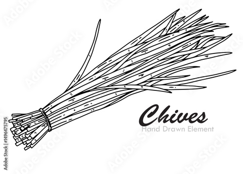 Chives vector illustration