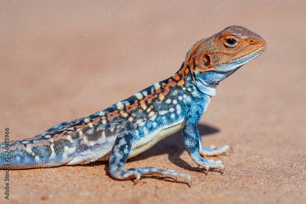 Obraz premium Australian Male Painted Dragon in breeding colours