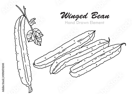 hand drawn vector illustration of an Winged bean