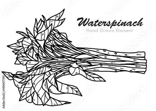 hand drawn vector illustration of a Water spinach