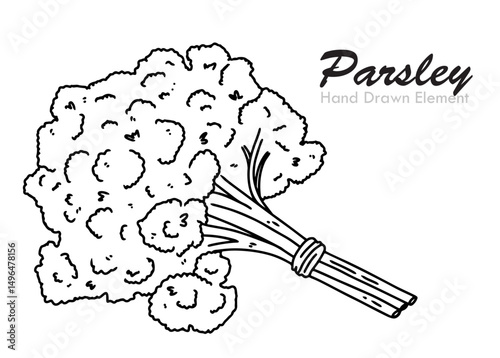 vector illustration of an Parsley