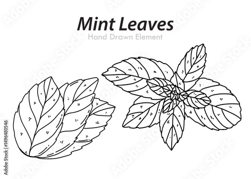 vector illustration of a mint leaves