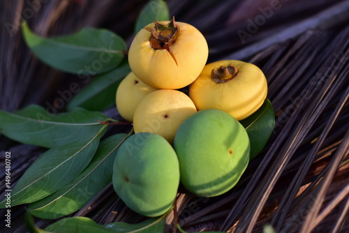 Gold Apple, Diospyros decandra Lour. Thai fruit and Thai herb, Diospyros decandra Lour, goldapple, Diospyros decandra Lour fruit ( Ebenaceae ) gold apple ,fruit and herb photo