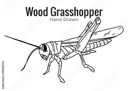vector illustration of a grasshopper