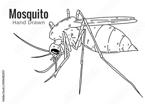 mosquito sucking blood on white