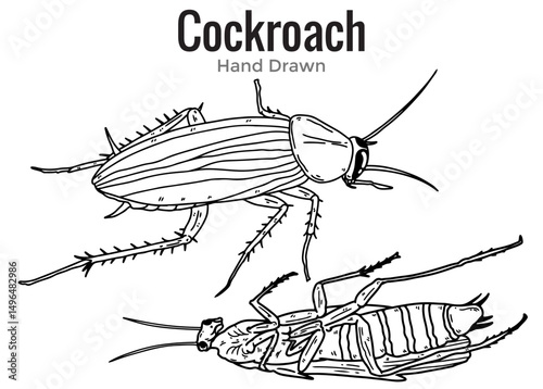 vector illustration of a Cockroach