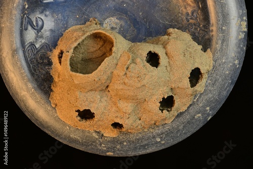 Mud Wasp