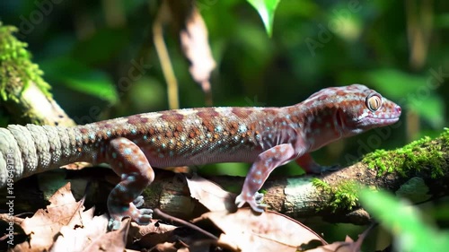 Leaf-Tailed Gecko Master of Camouflage in Madagascar's Rainforest
