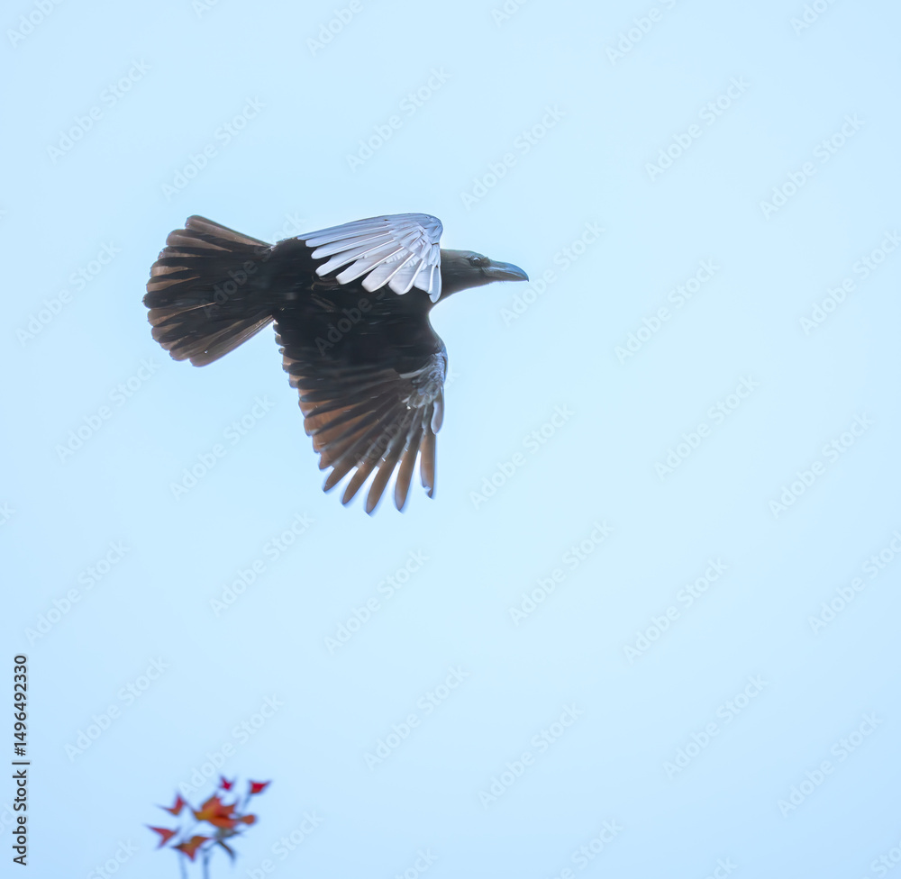 Obraz premium Large Billed Crow in Flight In Taiwan