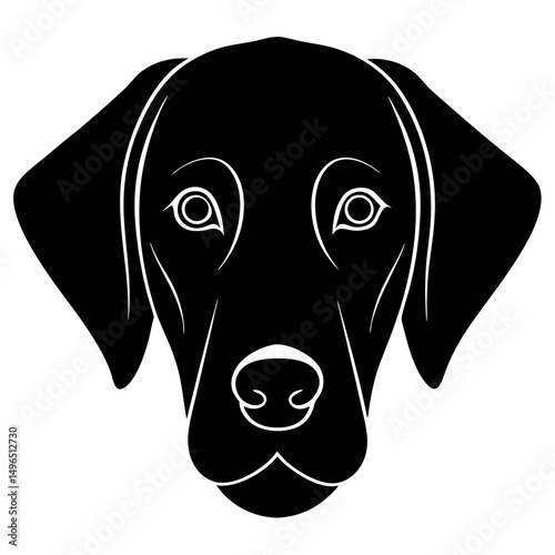 black labrador puppy