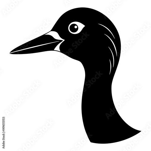 black and white duck