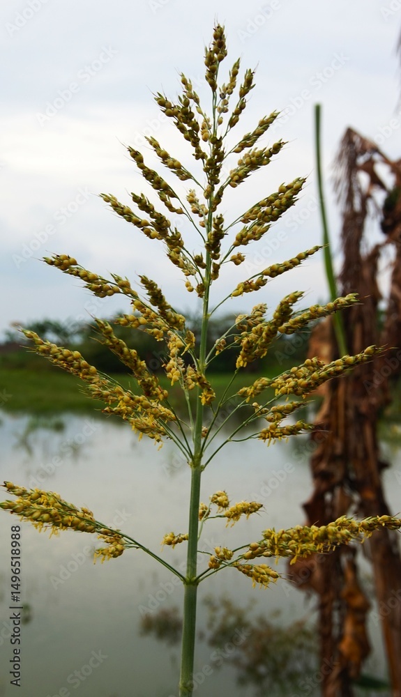 Naklejka premium Closeup of sorghum or sorghum halepense flower with blurred river background
