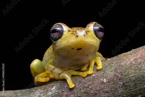 frog on black background